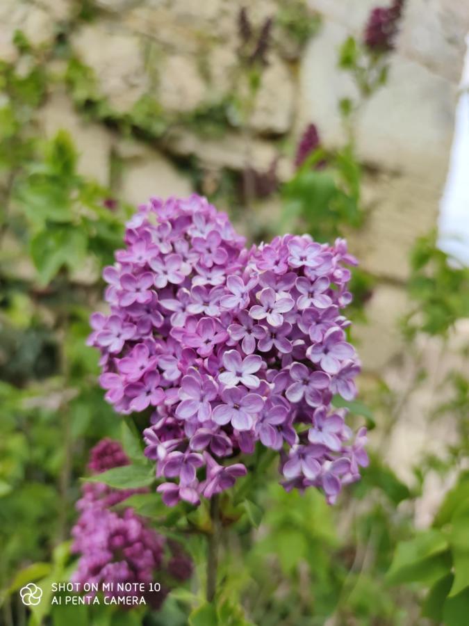 Jau-Dignac-et-Loirac Domaine Des Pres De Joussac - Protocole Sanitaire Strictヴィラ エクステリア 写真